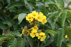 Markhamia platycalyx